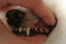 3.4ミント歯
