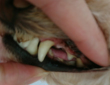 3.12サラ歯